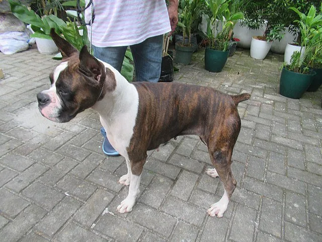 Assurance pour animaux un coût à ne pas sous-estimer