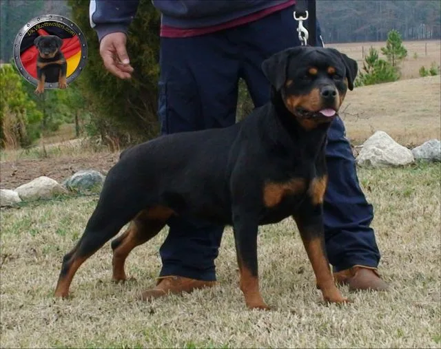 assurance pour les animaux de compagnie comme les chiens